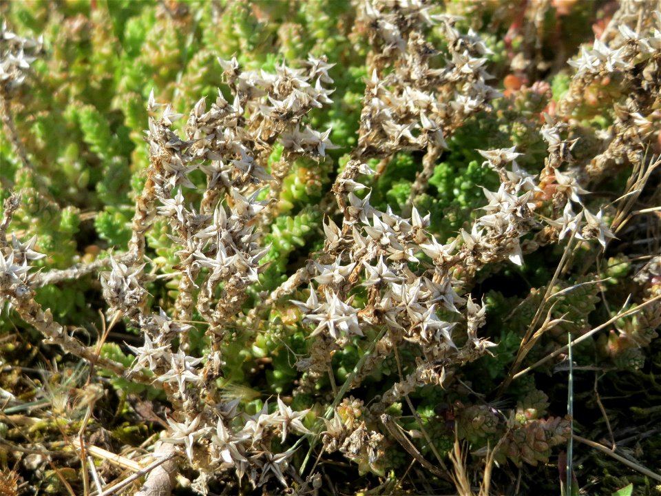 Ritzenbotanik: Scharfer Mauerpfeffer (Sedum acre) an der A 620 in Alt-Saarbrücken
