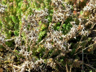 Ritzenbotanik: Scharfer Mauerpfeffer (Sedum acre) an der A 620 in Alt-Saarbrücken