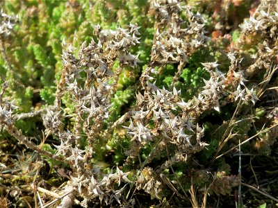 Ritzenbotanik: Scharfer Mauerpfeffer (Sedum acre) an der A 620 in Alt-Saarbrücken photo