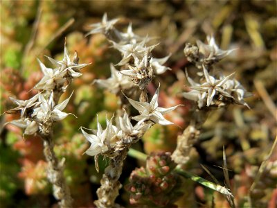 Ritzenbotanik: Scharfer Mauerpfeffer (Sedum acre) an der A 620 in Alt-Saarbrücken