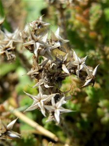 Ritzenbotanik: Scharfer Mauerpfeffer (Sedum acre) an der A 620 in Alt-Saarbrücken photo