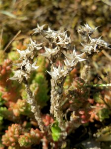 Ritzenbotanik: Scharfer Mauerpfeffer (Sedum acre) an der A 620 in Alt-Saarbrücken photo