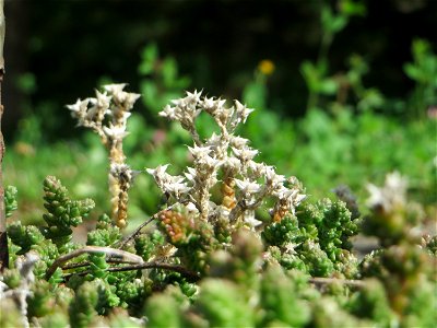 Scharfer Mauerpfeffer (Sedum acre) im Bürgerpark Saarbrücken