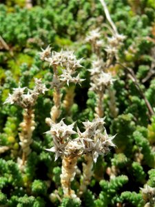 Scharfer Mauerpfeffer (Sedum acre) im Bürgerpark Saarbrücken