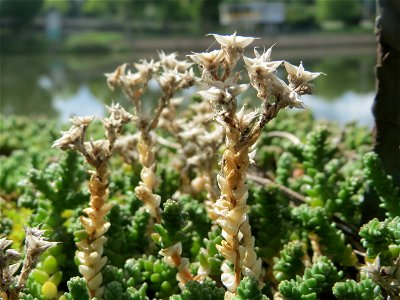 Scharfer Mauerpfeffer (Sedum acre) im Bürgerpark Saarbrücken