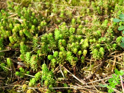 Milder Mauerpfeffer (Sedum sexangulare) im Bürgerpark Saarbrücken
