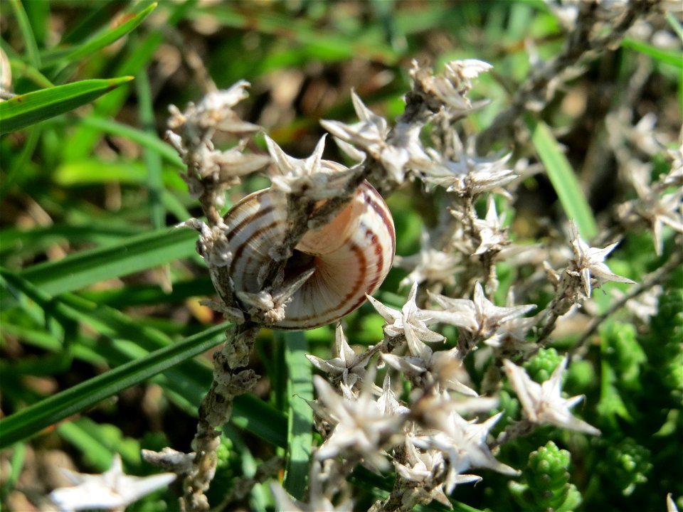Gemeine Heideschnecke (Helicella itala) am Scharfen Mauerpfeffer (Sedum acre) auf einer Streuobstwiese in Hockenheim