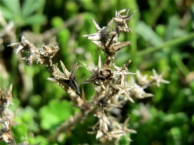 Scharfer Mauerpfeffer (Sedum acre) auf einer Streuobstwiese in Hockenheim