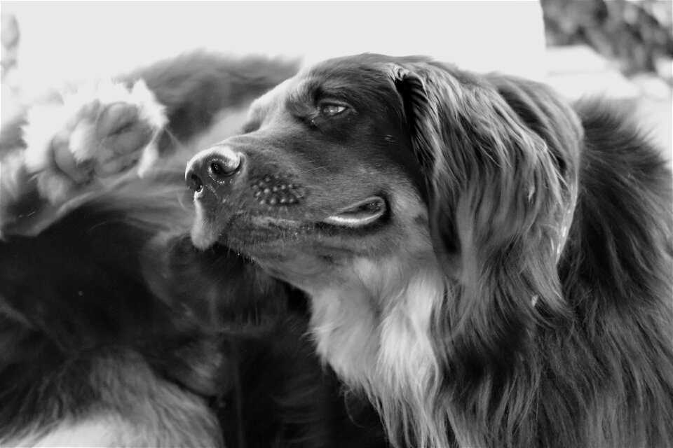 Animal pet movement