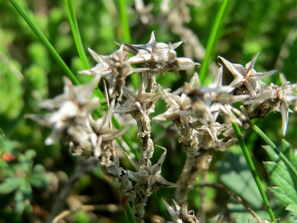 Scharfer Mauerpfeffer (Sedum acre) auf einer Streuobstwiese in Hockenheim