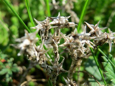 Scharfer Mauerpfeffer (Sedum acre) auf einer Streuobstwiese in Hockenheim