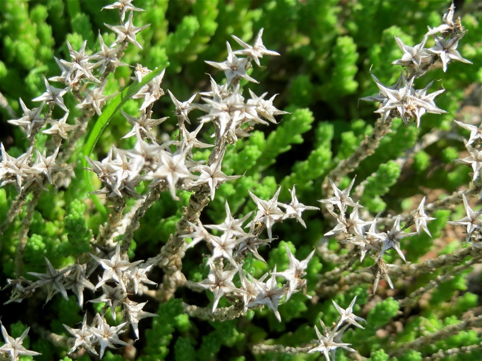 Scharfer Mauerpfeffer (Sedum acre) auf einer Streuobstwiese in Hockenheim