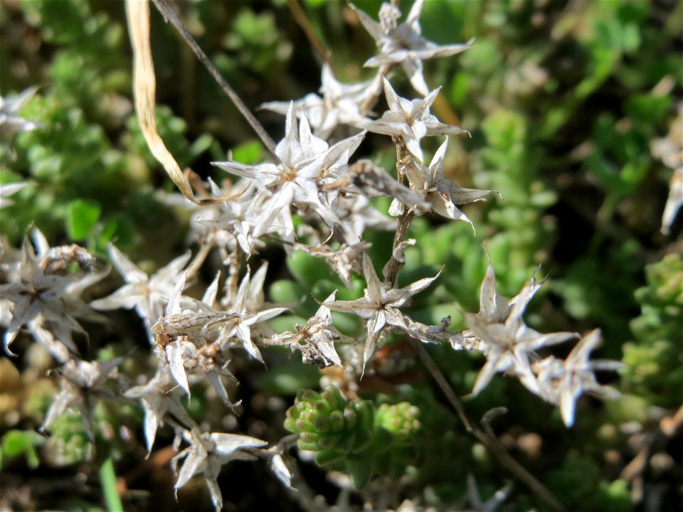 Scharfer Mauerpfeffer (Sedum acre) an der Friedenshöhe - Teilbereich vom Naturschutzgebiet „Oftersheimer Dünen“