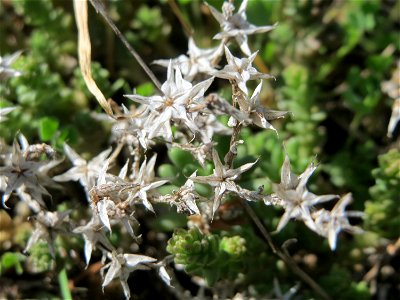Scharfer Mauerpfeffer (Sedum acre) an der Friedenshöhe - Teilbereich vom Naturschutzgebiet „Oftersheimer Dünen“