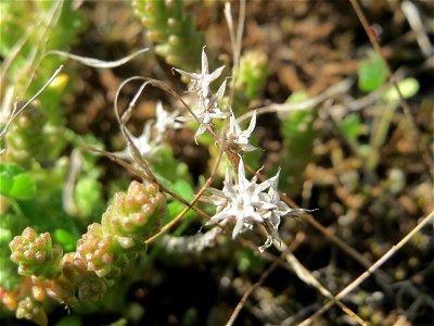 Scharfer Mauerpfeffer (Sedum acre) an der Friedenshöhe - Teilbereich vom Naturschutzgebiet „Oftersheimer Dünen“