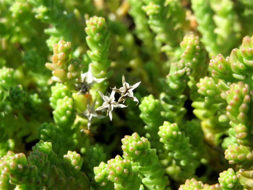 Scharfer Mauerpfeffer (Sedum acre) an der Friedenshöhe - Teilbereich vom Naturschutzgebiet „Oftersheimer Dünen“