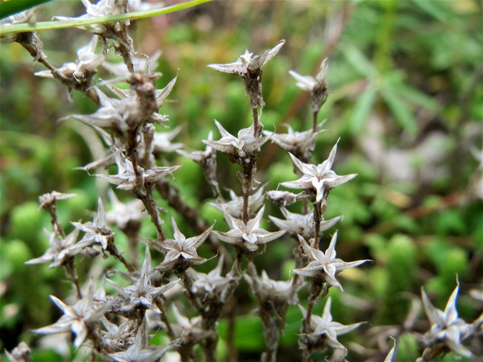 Scharfer Mauerpfeffer (Sedum acre) in der Schwetzinger Hardt an einem Randstreifen der Bahnstrecke Mannheim-Karlsruhe mit typischer Binnendünen-Vegetation