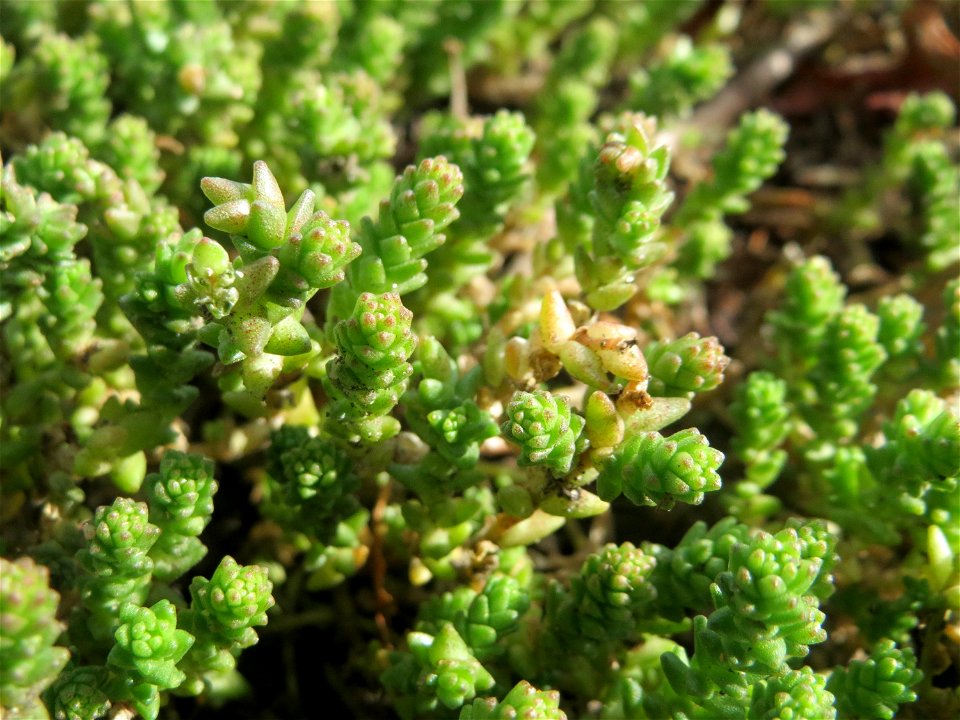 Scharfer Mauerpfeffer (Sedum acre) in Hockenheim - häufig an sonnigen Straßen- und Wegrändern. Auch ohne Blüte leicht zu unterscheiden von der nahe verwandten Weißen Fetthenne (Sedum album)
