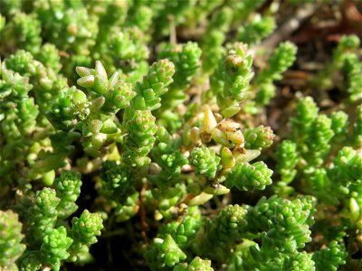 Scharfer Mauerpfeffer (Sedum acre) in Hockenheim - häufig an sonnigen Straßen- und Wegrändern. Auch ohne Blüte leicht zu unterscheiden von der nahe verwandten Weißen Fetthenne (Sedum album)