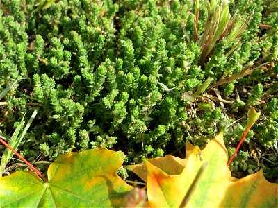 Scharfer Mauerpfeffer (Sedum acre) in Hockenheim - häufig an sonnigen Straßen- und Wegrändern. Auch ohne Blüte leicht zu unterscheiden von der nahe verwandten Weißen Fetthenne (Sedum album)