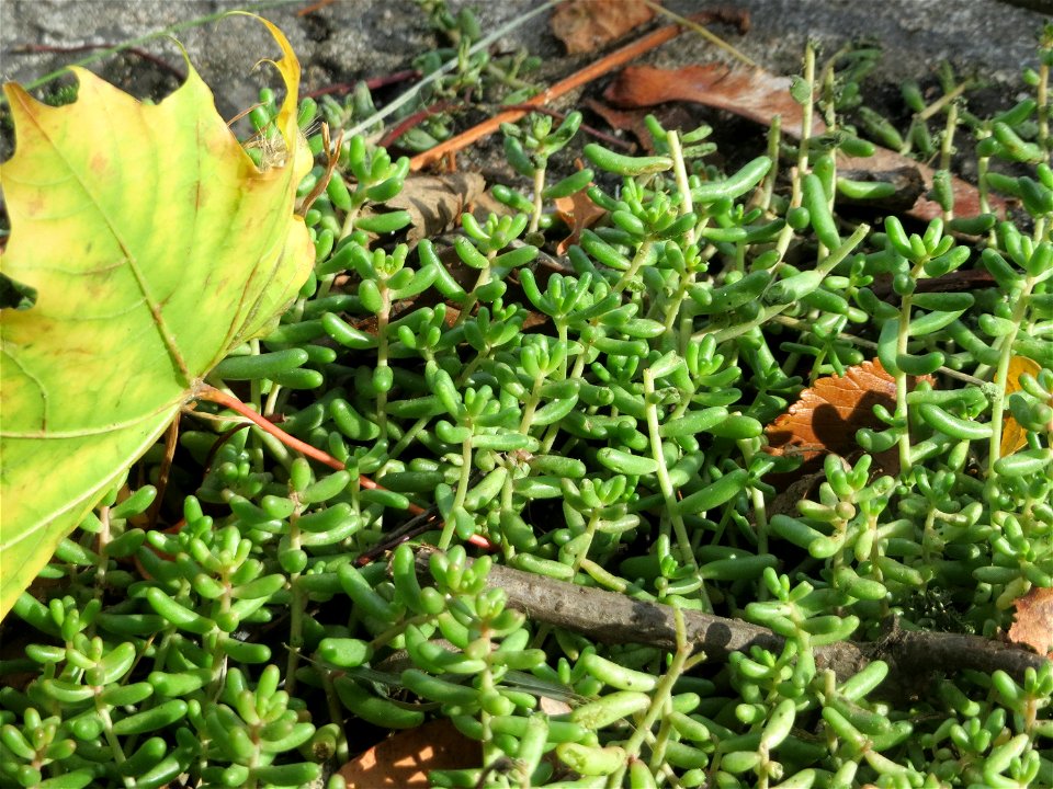Weiße Fetthenne (Sedum album) in Hockenheim - auch ohne Blüte leicht zu unterscheiden vom nahe verwandten Scharfen Mauerpfeffer (Sedum acre)