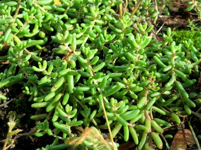 Weiße Fetthenne (Sedum album) in Hockenheim - auch ohne Blüte leicht zu unterscheiden vom nahe verwandten Scharfen Mauerpfeffer (Sedum acre)