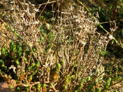 Scharfer Mauerpfeffer (Sedum acre) bei Reilingen