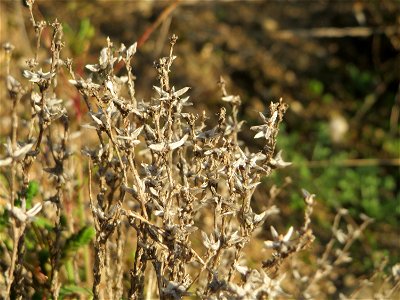 Scharfer Mauerpfeffer (Sedum acre) bei Reilingen
