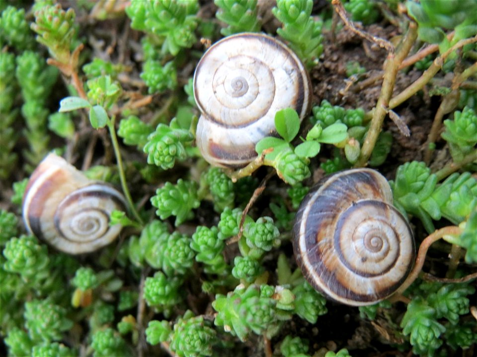 Gemeine Heideschnecke (Helicella itala) am Scharfen Mauerpfeffer (Sedum acre) auf einer Streuobstwiese in Hockenheim