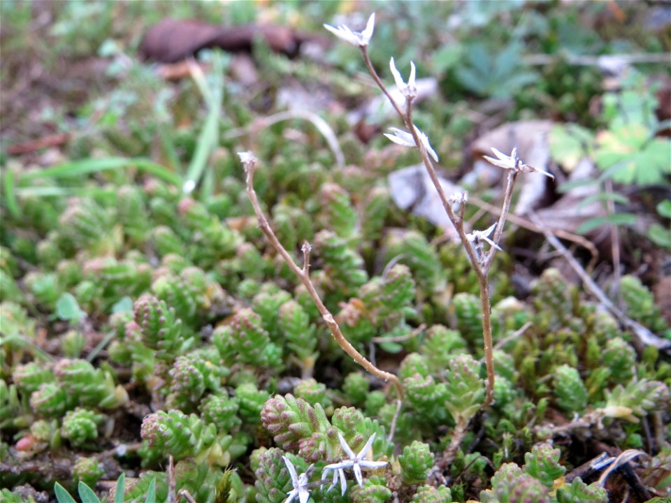 Scharfer Mauerpfeffer (Sedum acre) auf einer Streuobstwiese in Hockenheim