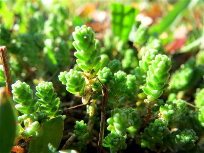Scharfer Mauerpfeffer (Sedum acre) an der A620 in Sankt Arnual