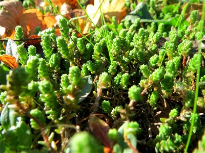 Scharfer Mauerpfeffer (Sedum acre) an der A620 in Sankt Arnual