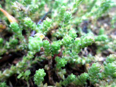 Scharfer Mauerpfeffer (Sedum acre) in Hockenheim - häufig an sonnigen Straßen- und Wegrändern. Auch ohne Blüte leicht zu unterscheiden von der nahe verwandten Weißen Fetthenne (Sedum album)