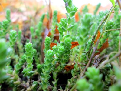 Scharfer Mauerpfeffer (Sedum acre) in Hockenheim - häufig an sonnigen Straßen- und Wegrändern. Auch ohne Blüte leicht zu unterscheiden von der nahe verwandten Weißen Fetthenne (Sedum album)