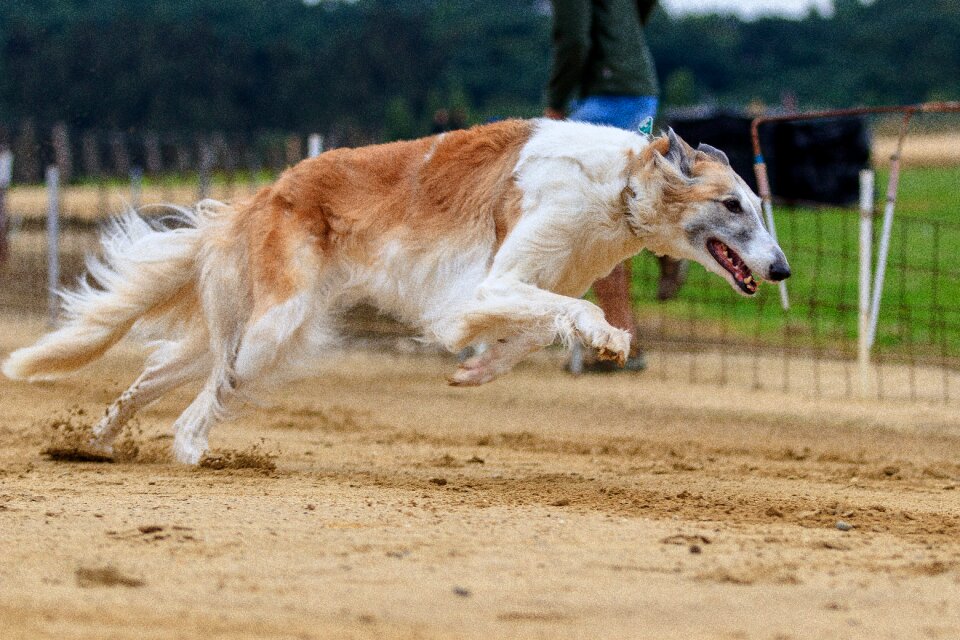 Race run sport photo