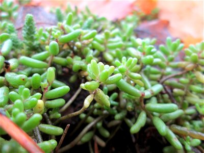 _Weiße Fetthenne (Sedum album) in Hockenheim - auch ohne Blüte leicht zu unterscheiden vom nahe verwandten Scharfen Mauerpfeffer (Sedum acre)