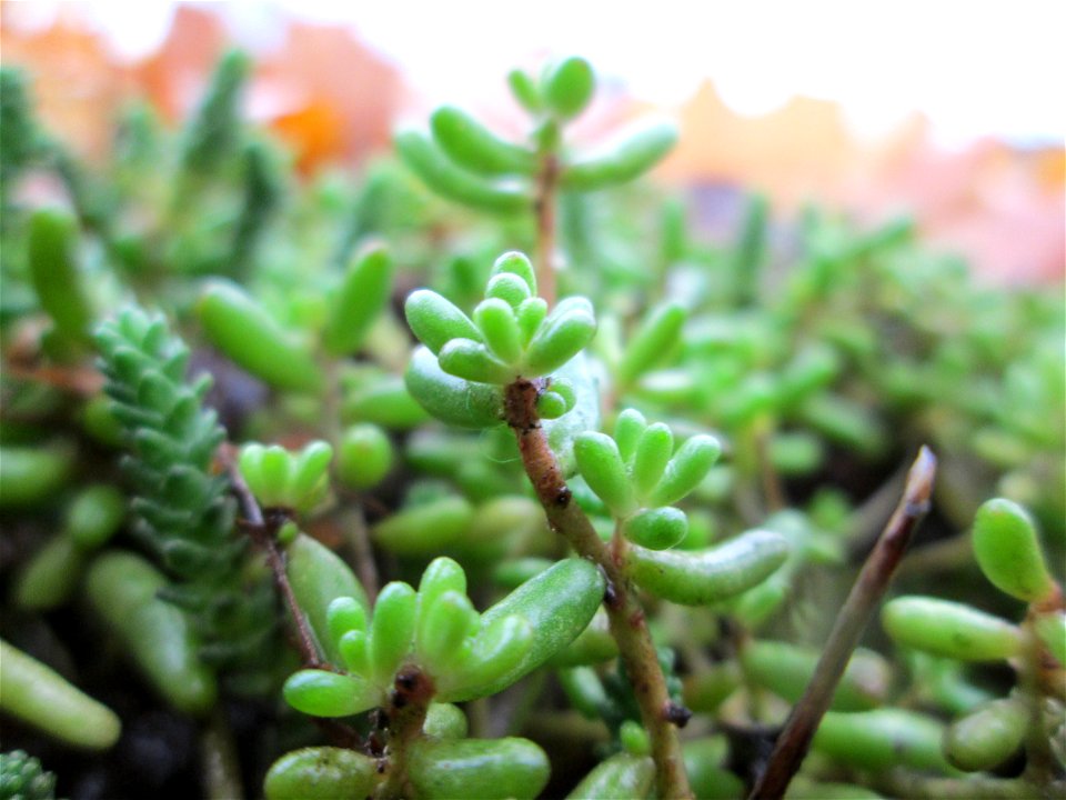 _Weiße Fetthenne (Sedum album) in Hockenheim - auch ohne Blüte leicht zu unterscheiden vom nahe verwandten Scharfen Mauerpfeffer (Sedum acre)