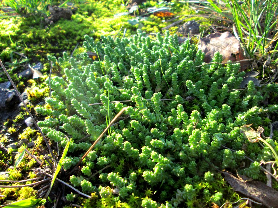 Scharfer Mauerpfeffer (Sedum acre) bei Hockenheim - häufig an sonnigen Straßen- und Wegrändern. Auch ohne Blüte leicht zu erkennen