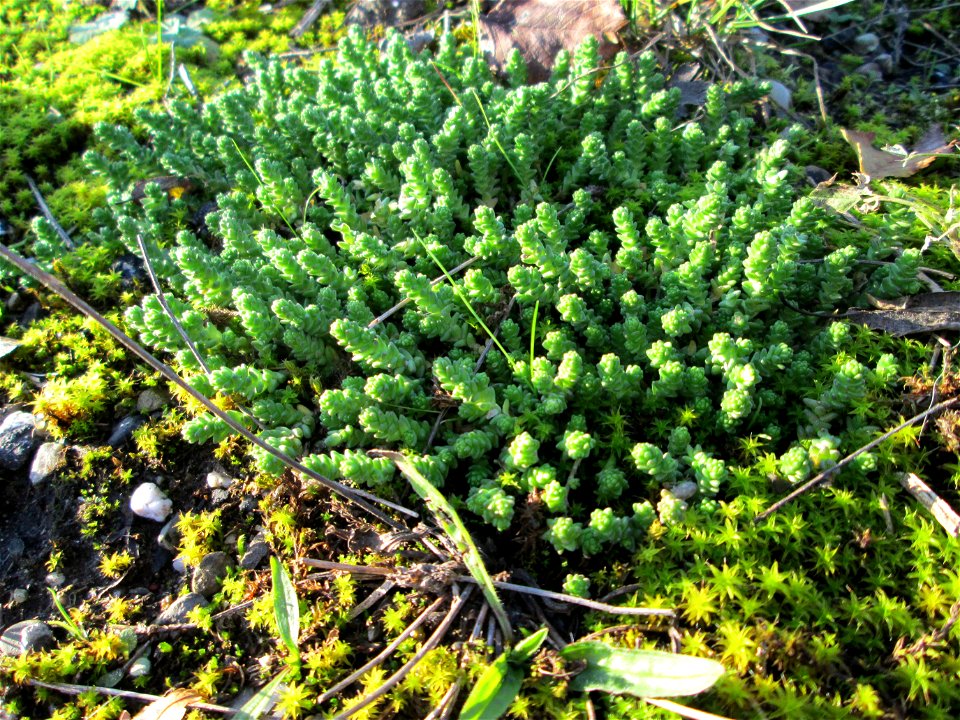 Scharfer Mauerpfeffer (Sedum acre) bei Hockenheim - häufig an sonnigen Straßen- und Wegrändern. Auch ohne Blüte leicht zu erkennen