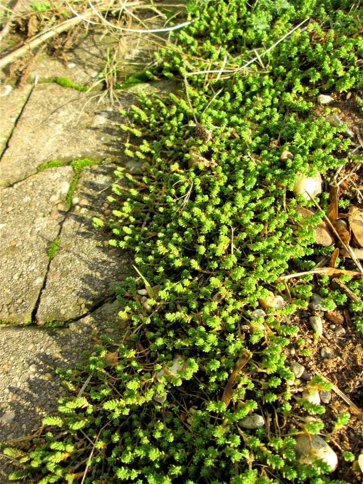 Scharfer Mauerpfeffer (Sedum acre) an der Böschung der A61 in Hockenheim