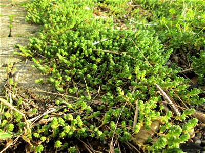 Scharfer Mauerpfeffer (Sedum acre) an der Böschung der A61 in Hockenheim