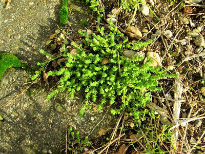 Scharfer Mauerpfeffer (Sedum acre) an der Böschung der A61 in Hockenheim