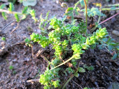 Scharfer Mauerpfeffer (Sedum acre) in Hockenheim-Talhaus