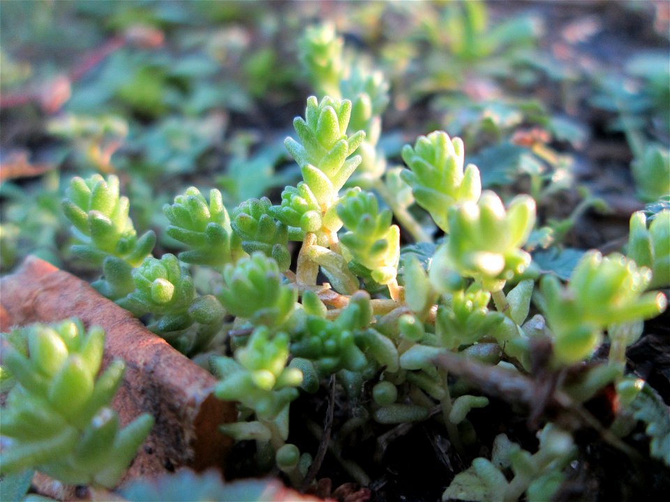 Scharfer Mauerpfeffer (Sedum acre) in Hockenheim-Talhaus