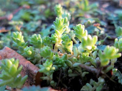 Scharfer Mauerpfeffer (Sedum acre) in Hockenheim-Talhaus