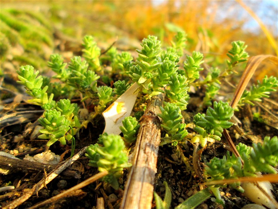 Scharfer Mauerpfeffer (Sedum acre) an der Böschung der A61 in Hockenheim