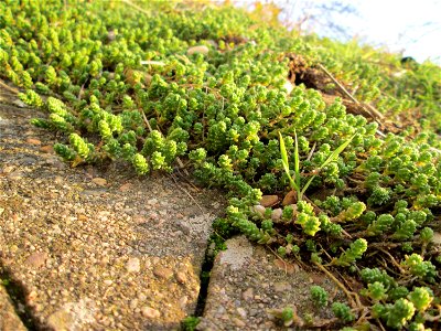 Scharfer Mauerpfeffer (Sedum acre) an der Böschung der A61 in Hockenheim