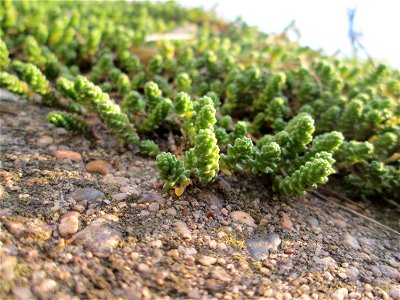 Scharfer Mauerpfeffer (Sedum acre) an der Böschung der A61 in Hockenheim