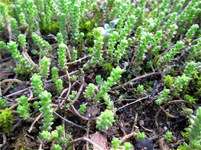 Scharfer Mauerpfeffer (Sedum acre) am Randstreifen der Reilinger Straße in Hockenheim - häufig an Straßen- und Wegrändern