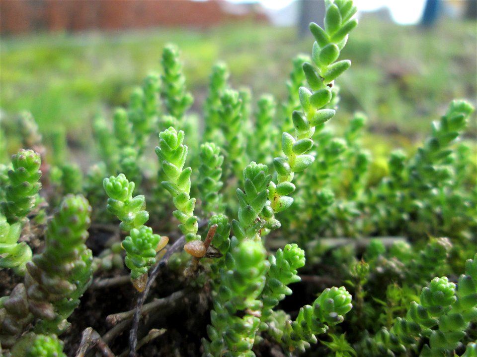 Scharfer Mauerpfeffer (Sedum acre) am Randstreifen der Reilinger Straße in Hockenheim - häufig an Straßen- und Wegrändern
